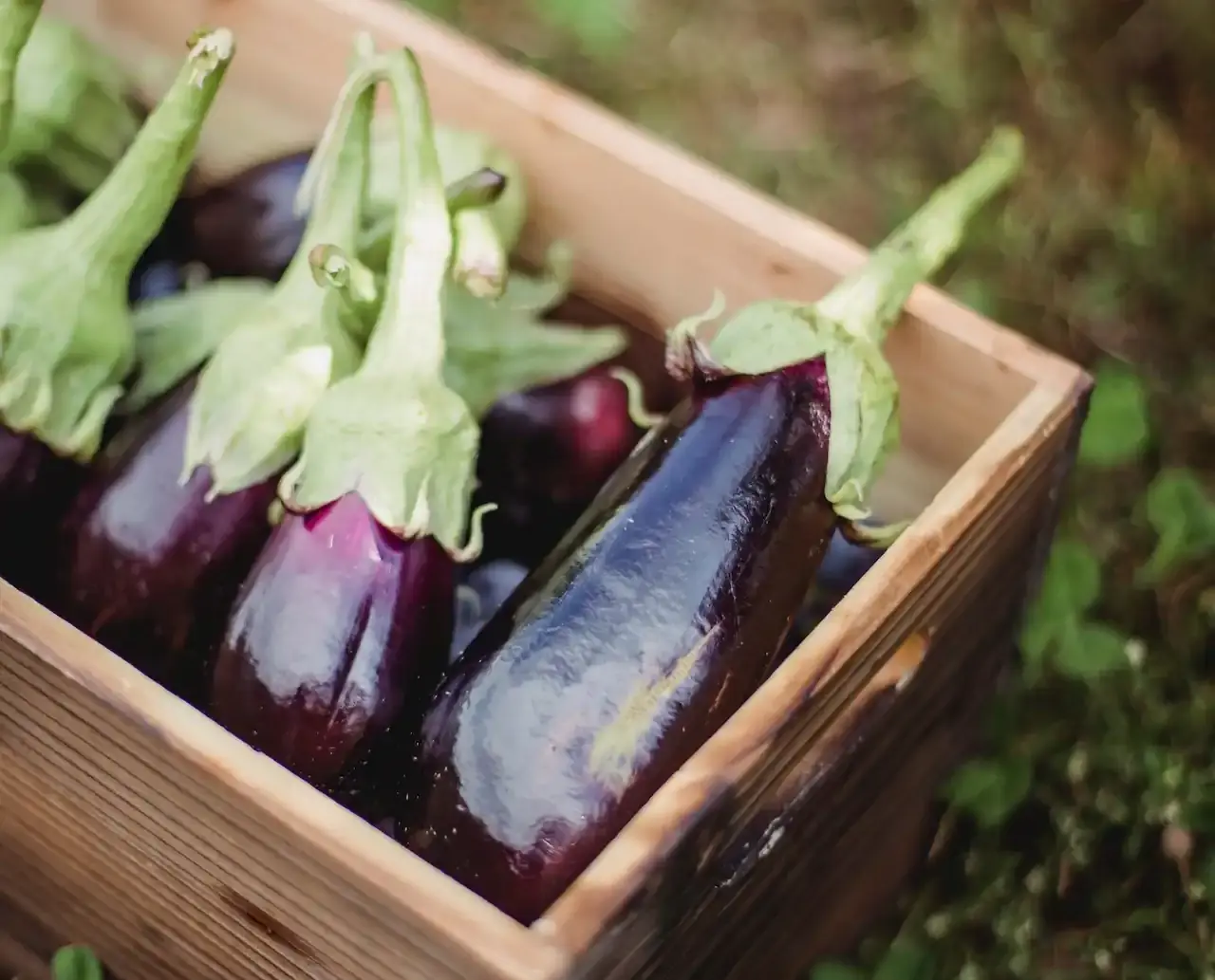 Aubergine