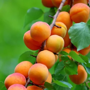 Abrikos - Orangered
