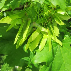 Ahorn kugleformet - Acer platonides ´Globosum´ 220 cm