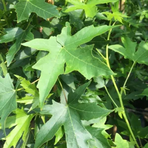 Ambratræ - Liquidambar styraciflura ´Worplesdon´ 200-250 cm