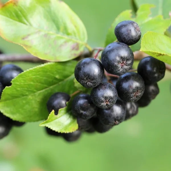 Aronia - Surbær 50-80 cm