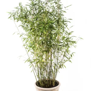 Bambus ´Dino´ 5 l.
