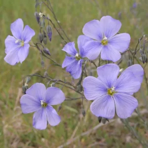 Spiselige blomster frø til 3 m2