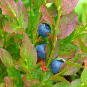 Vaccinium  myrtillus Myrtillus - Vild blåbær