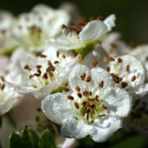 Blommebladet Tjørn - Cratagus prunifolia  ´Splendens´ 200-250 cm