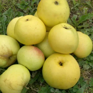 Bøghs Citronæble - Æbletræ 5-8 grene