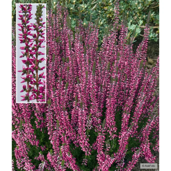 Calluna vulgaris Aphrodite - Efterårslyng