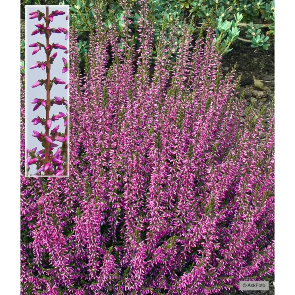 Calluna vulgaris Marlies - Efterårslyng