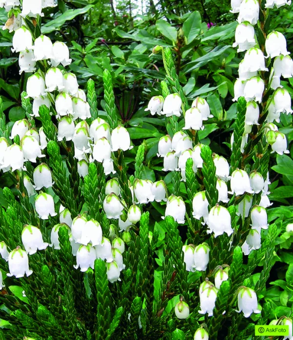 Cassiope lycopodioides Medusa - Kantlyng