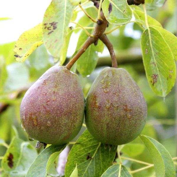 Colorée de Juillet - Pæretræ på vildstamme 5-8 grene