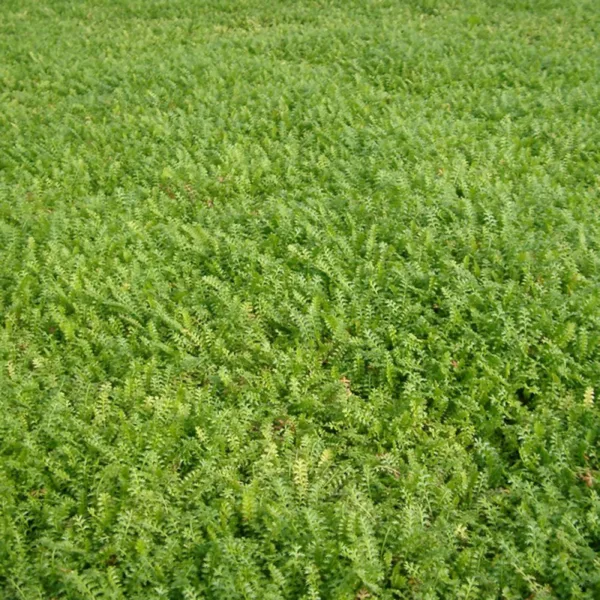 Cotula Dioica Reptans - Trædebregne