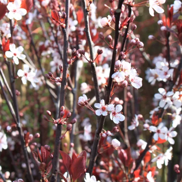 Dværg Blodblomme - Prunus cistena 80 cm stamme