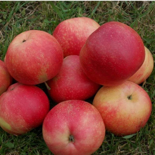 Dværgtræ Æble Discovery 5-8 grene