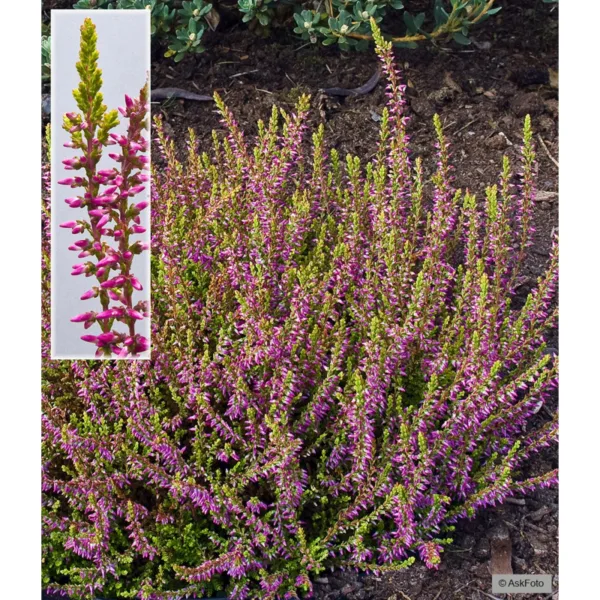 Calluna vulgaris Bonita - Efterårslyng