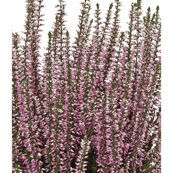 Calluna vulgaris Freya - efterårslyng