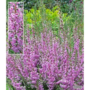 Calluna vulgaris Heidesinfonie - Efterårslyng