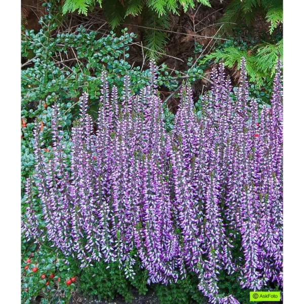 Calluna vulgaris Hilda - Efterårslyng