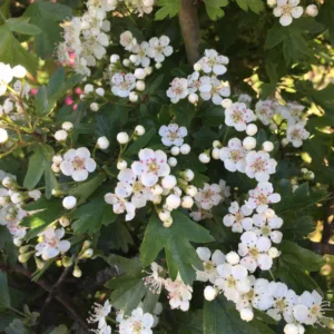 Engriflet Hvidtjørn - Crataegus monogyna 200-250 cm