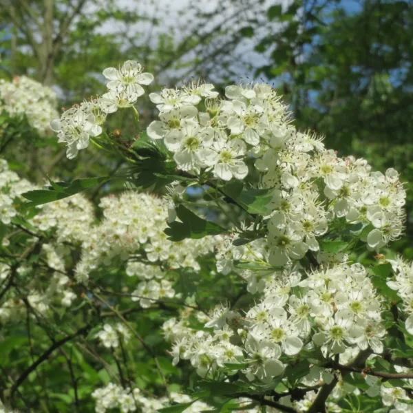 Engriflet Hvidtjørn - Crataegus monogyna 60-100 cm