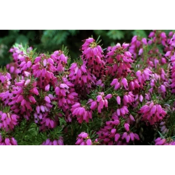 Erica carnea Cornelia - Forårslyng