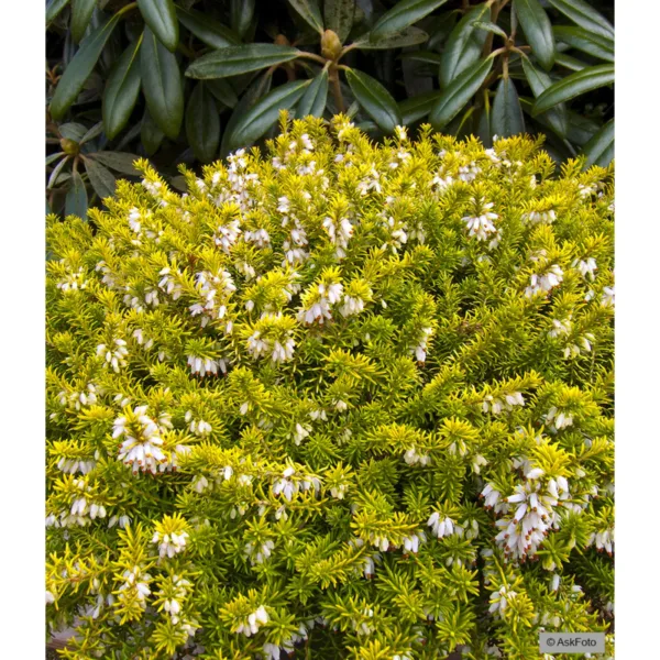 Erica carnea Golden Starlet - Forårslyng