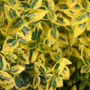 Euonymus ´Emerald Gold´ - Lav Benved