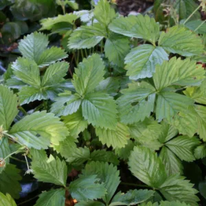 Fragaria Vesca ´Rügen´ - Jordbær