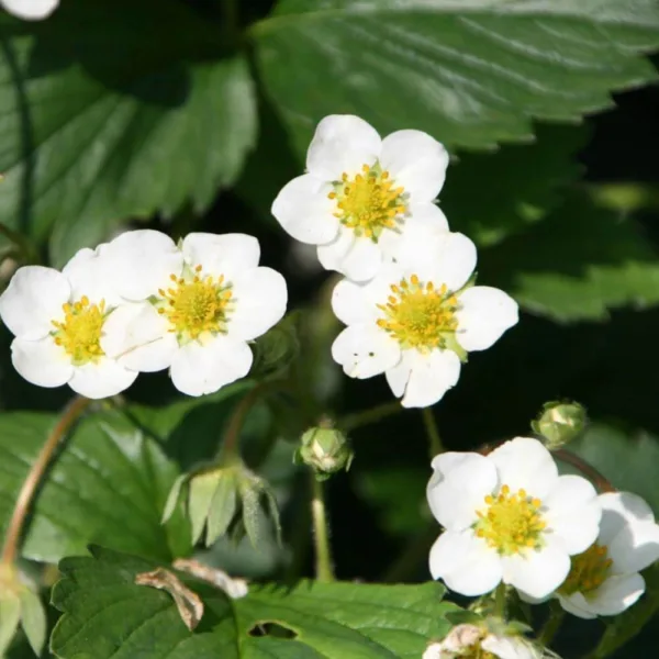 Fragaria ´White´ - Jordbær