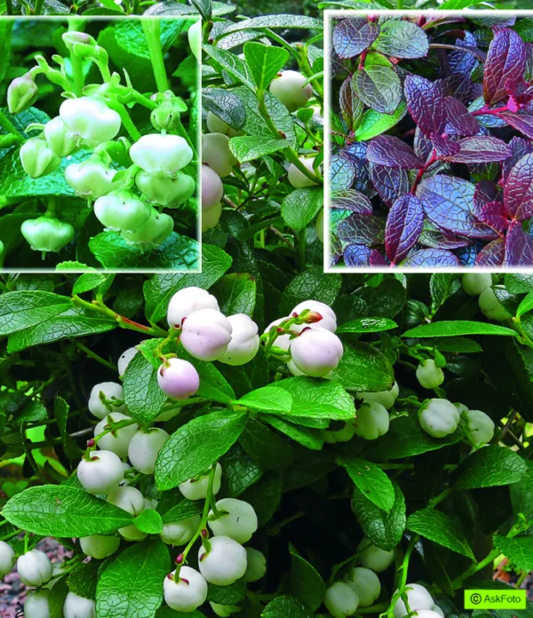 Gaultheria miqueliana Miqueliana - Bjergte