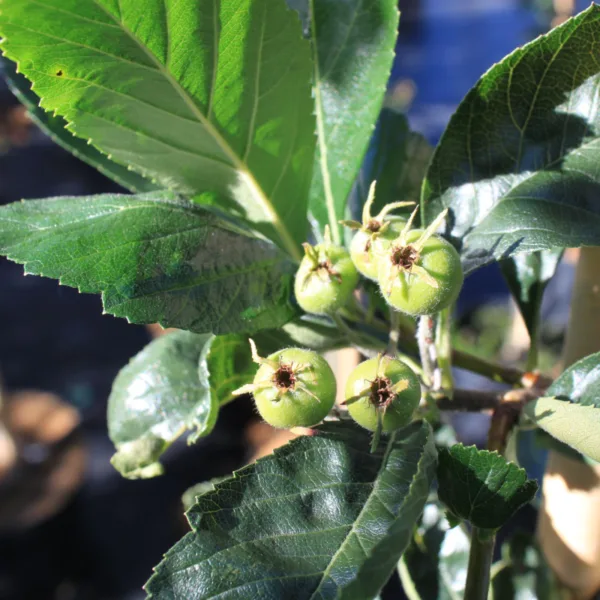 Glansbladet Tjørn - Crataegus lavellei 200-250 cm