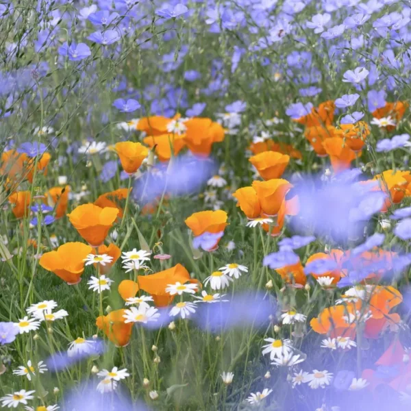 Sommerblomster frø til 100m2