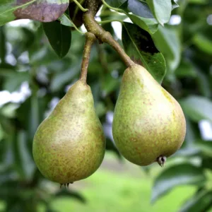 Herrepære - Pæretræ 5-8 grene