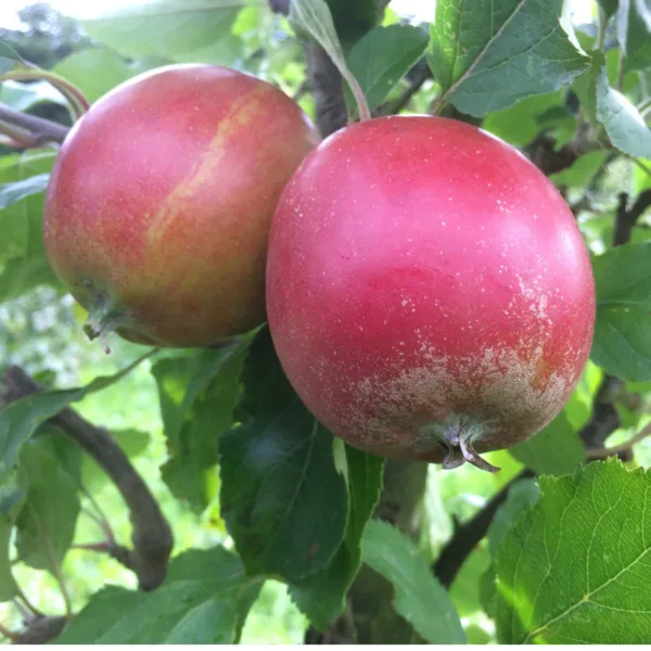 Holsteiner Cox - Æbletræ på vildstamme 5-8 grene