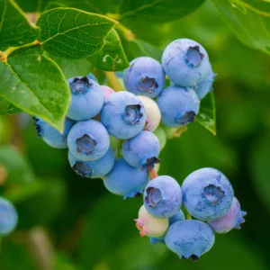 Hortblue Petite - Blåbærbusk