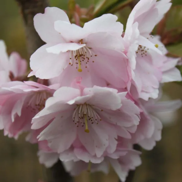 Japansk Prydkirsebær - Prunus Subhirtella Accolade 200 cm stamme