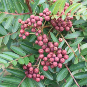 Lilla Perlerøn - Sorbus ´Purple Magic´ 80 cm.