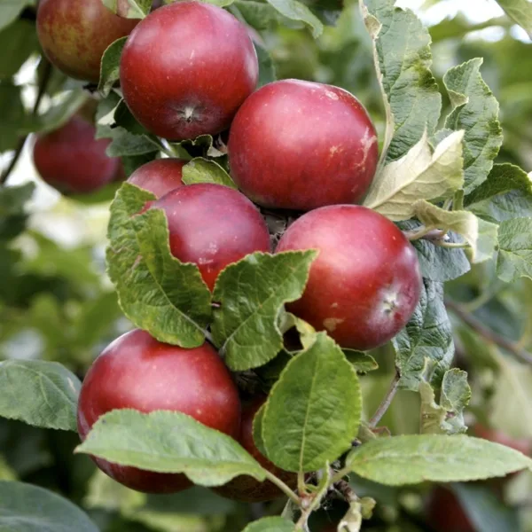 Lobo - Æbletræ 5-8 grene