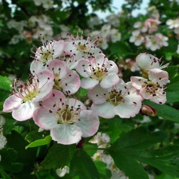 Aronia ´Nero´ - Surbær