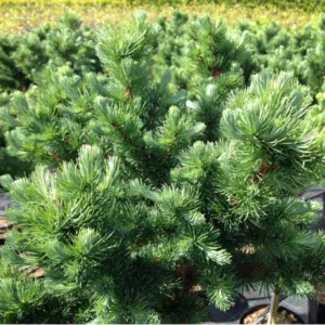 Opstammet Kugle Lærk ´Grey Pearl´ - Larix kaempferi 60 cm stamme