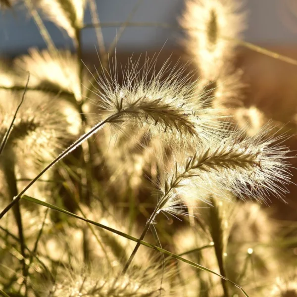 Pennisetum alopecuroides Hameln - Lampepudsergræs