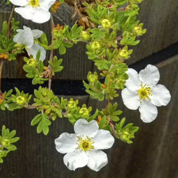 Potentilla ´Abbotswood´ - Barrods hækplante