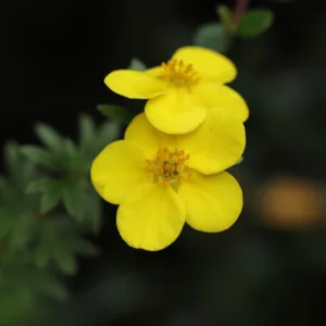 Potentilla ´Goldfinger´ - Barrods hækplante