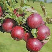 Rödluvan - Æbletræ på vildstamme 5-8 grene