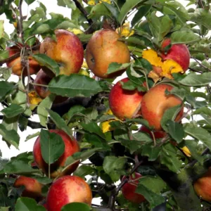 Rød Belle de Boskoop - Æbletræ på vildstamme 5-8 grene