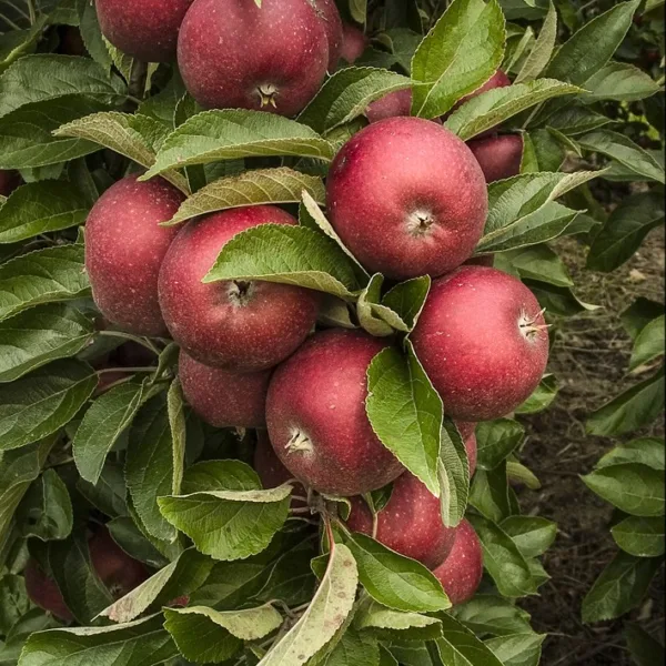 Rød Ingrid Marie - Æbletræ på vildstamme 5-8 grene