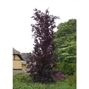 Rødbladet Søjlebøg - Fagus sylvatica ´Dawyck Purple´ 150-175 cm