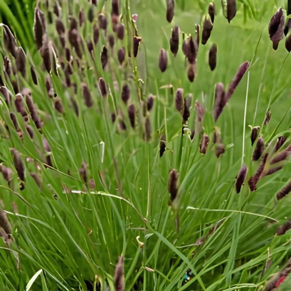 Sesleria heufleriana  - Blåaks