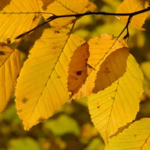 Søjleavnbøg ´Lucas´ - Carpinus betulus 200-250 cm