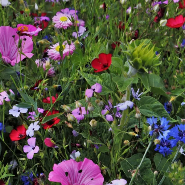 Sommerpragt - blomsterfrø30m2