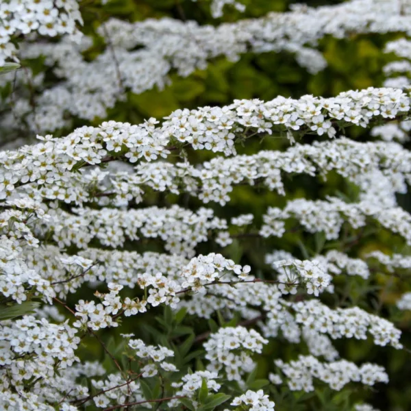 Spiraea cinrerea ´Grefsheim´ 50-80 cm.